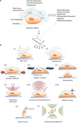 Small Force, Big Impact: Next Generation Organ-on-a-Chip Systems Incorporating Biomechanical Cues